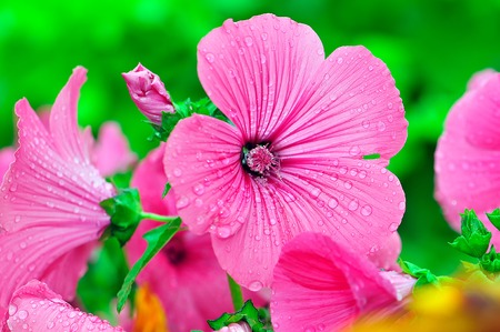 Pink flower, in drops of dewの写真素材
