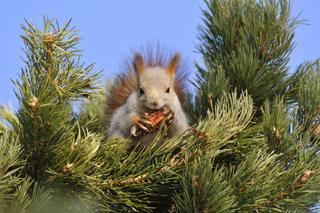 Squirrel, spring with nutsの写真素材