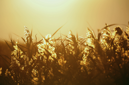 plants in the golden sunsetの写真素材