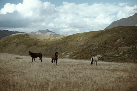 horses graze in the mountains of Russiaの写真素材