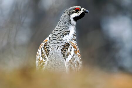 wild partridge in the forest