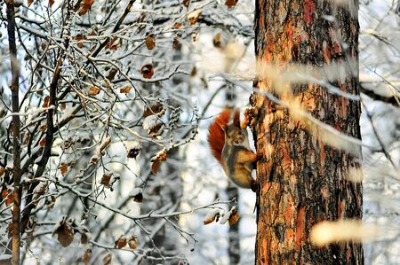 squirrel sitting on a tree eating a nutの写真素材