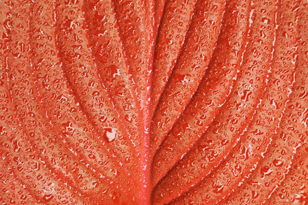 Plants leaves texture in color of the year 2019  - Living Coral, pattern texture, wallpaper .