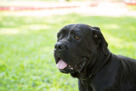 Outdoor Portrait of Black Young Cane Corso puppy Dog. Cane Corso Italiano