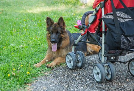 long-haired German shepherd protects a baby carriage on walk in park. Dog security guardの写真素材