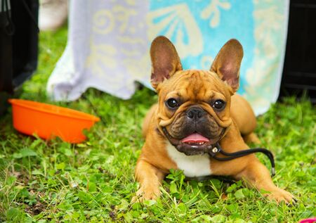 Beautiful red french bulldog puppy enjoyng in park with owner.の写真素材