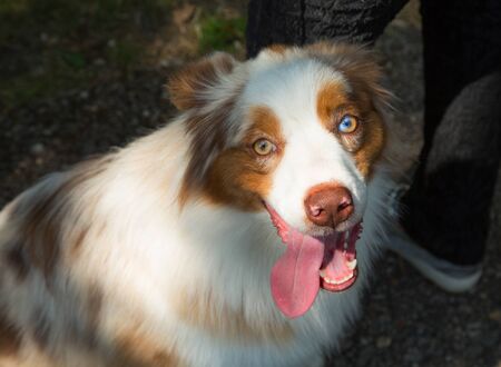 Adorable red merle blue eyes aussie Australian shepherd puppy dog sitting in grass outsideの写真素材