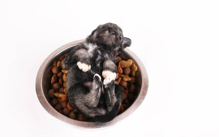 hungry little schnauzer puppy lies in a bowl full of dry dog food. Dog food biscuit bones.の写真素材