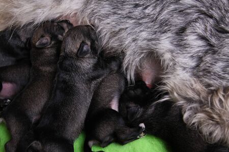 Newborn puppies with mother female. Miniature Schnauzer breed. Puppies eat milk from their mother.の写真素材