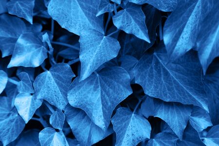 Trend color 2020 classic blue, top view, exotic leaves background for design. Trendy blue color concept of the year.の写真素材