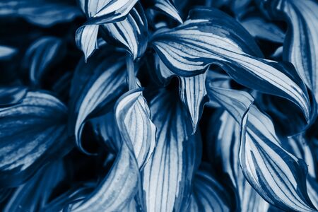 Trend color 2020 classic blue, top view, exotic leaves background for design. Trendy blue color concept of the year.の写真素材