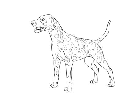 Dalmatian Spotted Dog. Vector outline stock illustration realistic lines silhouette logo, print,tattoo, coloring book.のイラスト素材
