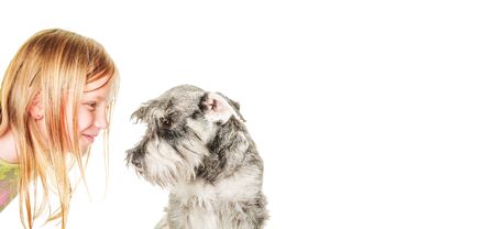 Happy smiling blond girl poses with schnauzer dog, isolated over white background, copy space,banner.の写真素材