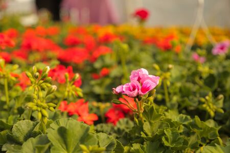 Gardening, flower nursery, shop, greenhouse geranium Pelargonium sp.の写真素材