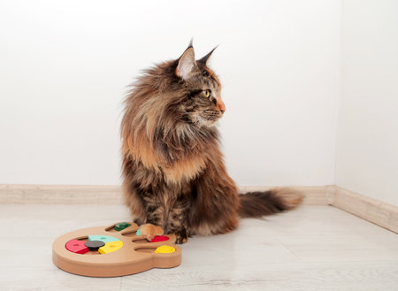 Tortoiseshell Maine Coon cute cat playing with his toy, colorful slide snack puzzle . Smart pet toys.の写真素材