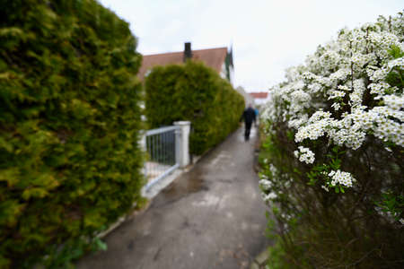 A path with hedges on both sides, one of them blossomingの写真素材