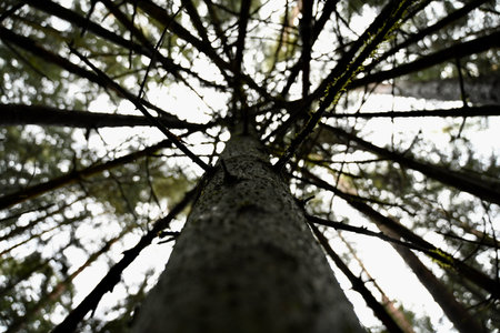 Branches of a tree from underneathの写真素材