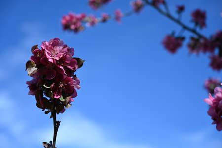 A group of pink cherry blossoms on a treeの写真素材