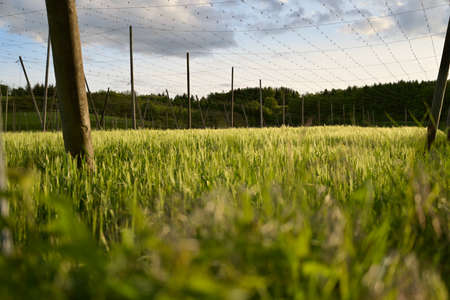 A crop field that is growing in a hop garden. The sun is shining directly into the camera.の写真素材