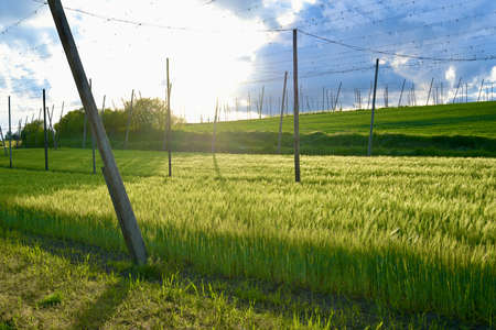A crop field that is growing in a hop garden. The sun is shining directly into the camera.の写真素材