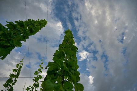 Hops growing into the cloudy and blue sky.の写真素材