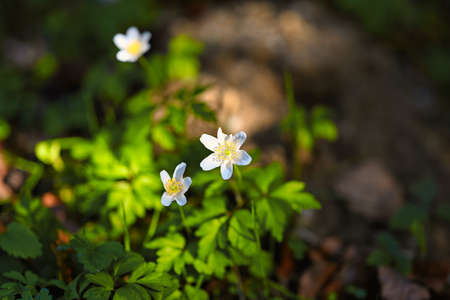 A lot of little white flowers among green grass. a branching sand lily close-up.の写真素材