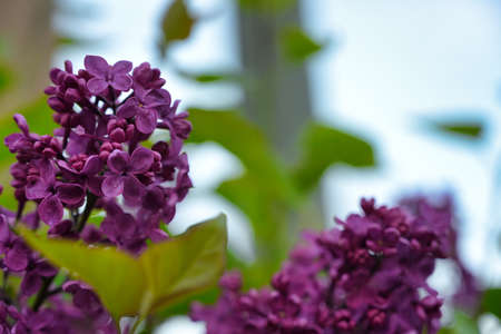 Beautiful blooming purple lilac closeup in spring with a green backgroundの写真素材