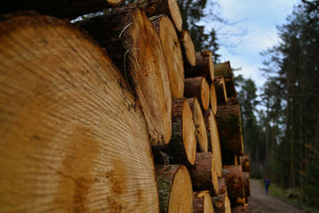A large pile of cut logs to be transported to an industrial sawmill. Close-upの写真素材