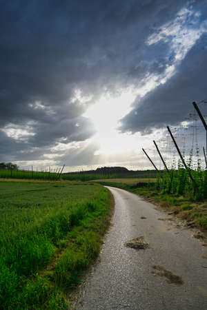Country road in Europe with a hop field on the right side and a dramatic sunset in the backgroundの写真素材