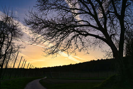 Silhouette of a large tree. Black tree branches against blue sky. A sunset greeting card with space for a text. Stock photography.の写真素材