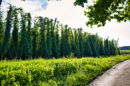 Green fresh Hops plant growing in world largest area of hops agriculture, Hallertau, Holledau, Bavaria Countryside. Road between big hop plantsの写真素材