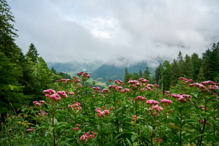 View towards Austrian Alps over purple flowers. The mountains are shrouded in clouds and have something mysterious about them.の写真素材