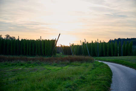 Full green hop garden in the sunset.の写真素材