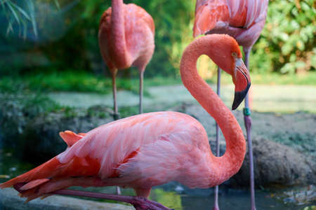 Red Flamingo standing in the Schoenbrunn Zoo, Vienna.の写真素材