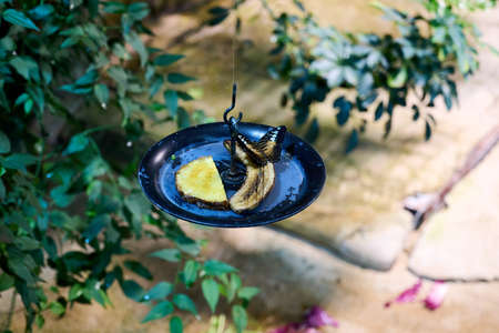 Collection of butterflies feasting on orangesの写真素材