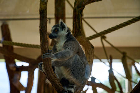 the ring tailed lemur is sitting on a log eating in the Vienna zooの写真素材