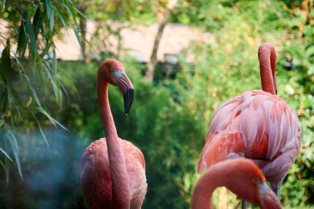 Red Flamingo standing in the Schoenbrunn Zoo, Vienna.の写真素材