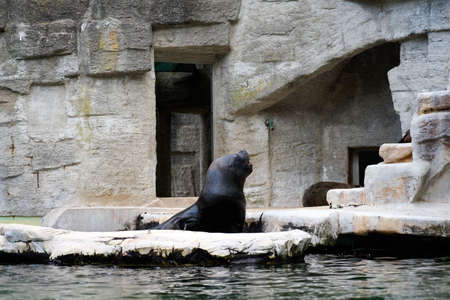 Huge and small sea lions and seals in the Schoenbrunn Zoo Vienna.の写真素材