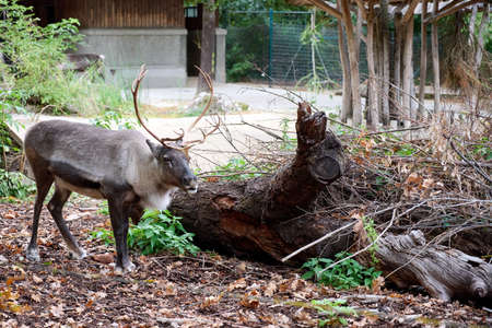 Reindeer in the Schoenbrunn Zoo, Viennaの写真素材
