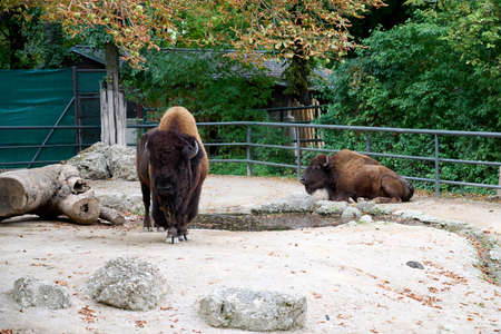 Bisons in the Schoenbrunn Zoo, Viennaの写真素材