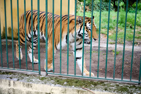 Tiger behind a grid in the Schoenfeld Zoo, Vienna.の写真素材
