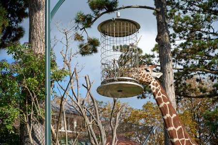Giraffe eating in the Schoenbrunn Zoo, Vienna.の写真素材