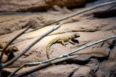 Tow lizards chilling on a stone under a warming lamp in the Schoenbrunn Zoo, Vienna.の写真素材