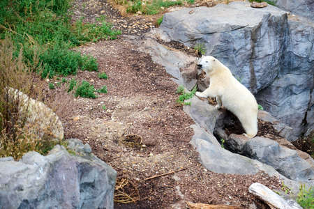 Ice bear looking down a stone. Zoo Schoenbrunn, Vienna.の写真素材