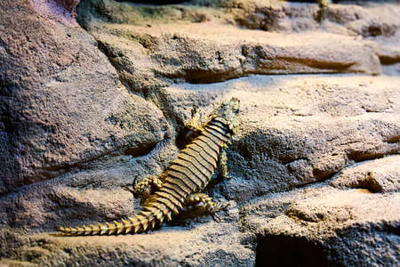 Tow lizards chilling on a stone under a warming lamp in the Schoenbrunn Zoo, Vienna.の写真素材