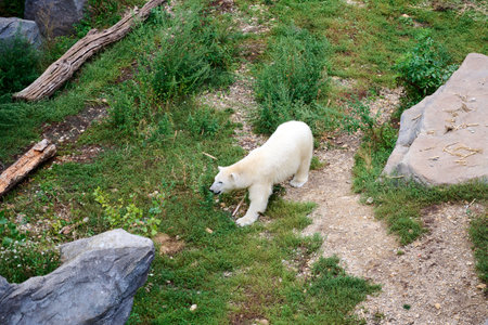 Ice bear looking down a stone. Zoo Schoenbrunn, Vienna.の写真素材