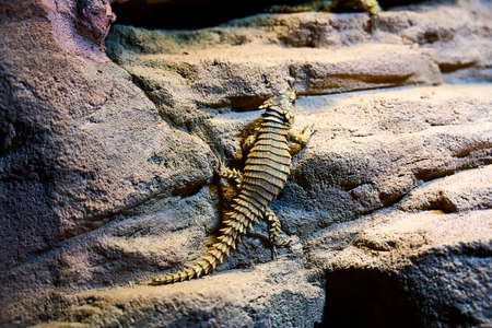 Single lizard chilling on a stone under a warming lamp in the Schoenbrunn Zoo, Vienna.の写真素材