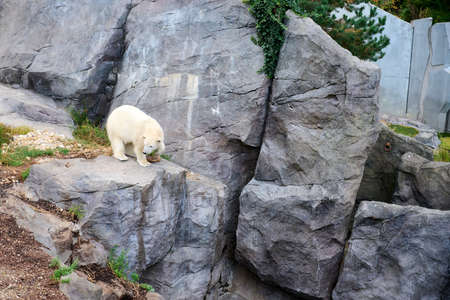 Ice bear looking down a stone. Zoo Schoenbrunn, Vienna.の写真素材