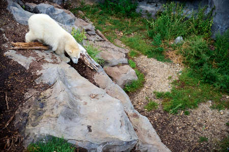 Ice bear looking down a stone. Zoo Schoenbrunn, Vienna.の写真素材