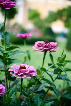 Beautiful flowers in the Schoenbrunn park gardens, Viennaの写真素材